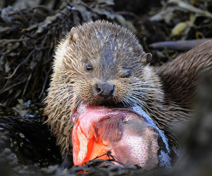 Most of the fish an otter will catch are small enough to be consumed on the surface between dives, larger prey is taken to shore where it is easier to manage. Although fish make up the large majority of their diets, otters will also eat crabs and crustaceans, birds some have even been known to take rabbits.