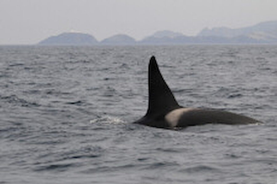 A bull Killer whale breaks the surface five miles north of Cullivoe, with Muckle Flugga light house beyond as the rest of the pod gorge them selves on herring.