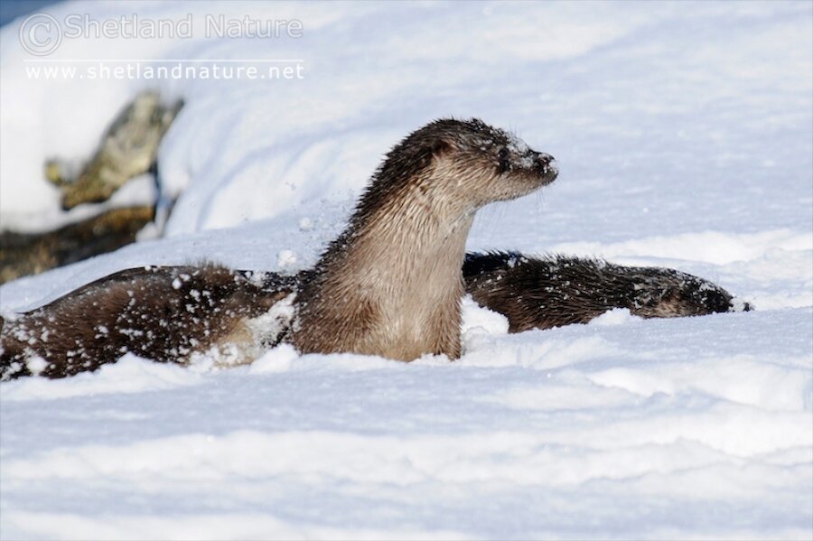 Otters enjoying the snow in Shetland