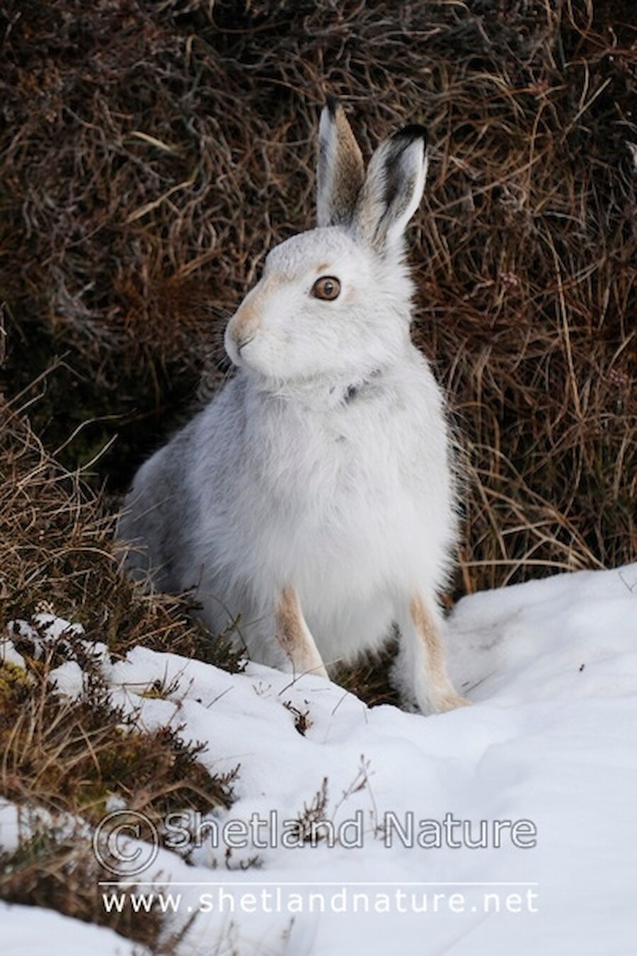 Mountain Hare in the snow during a cold February in Shetland.