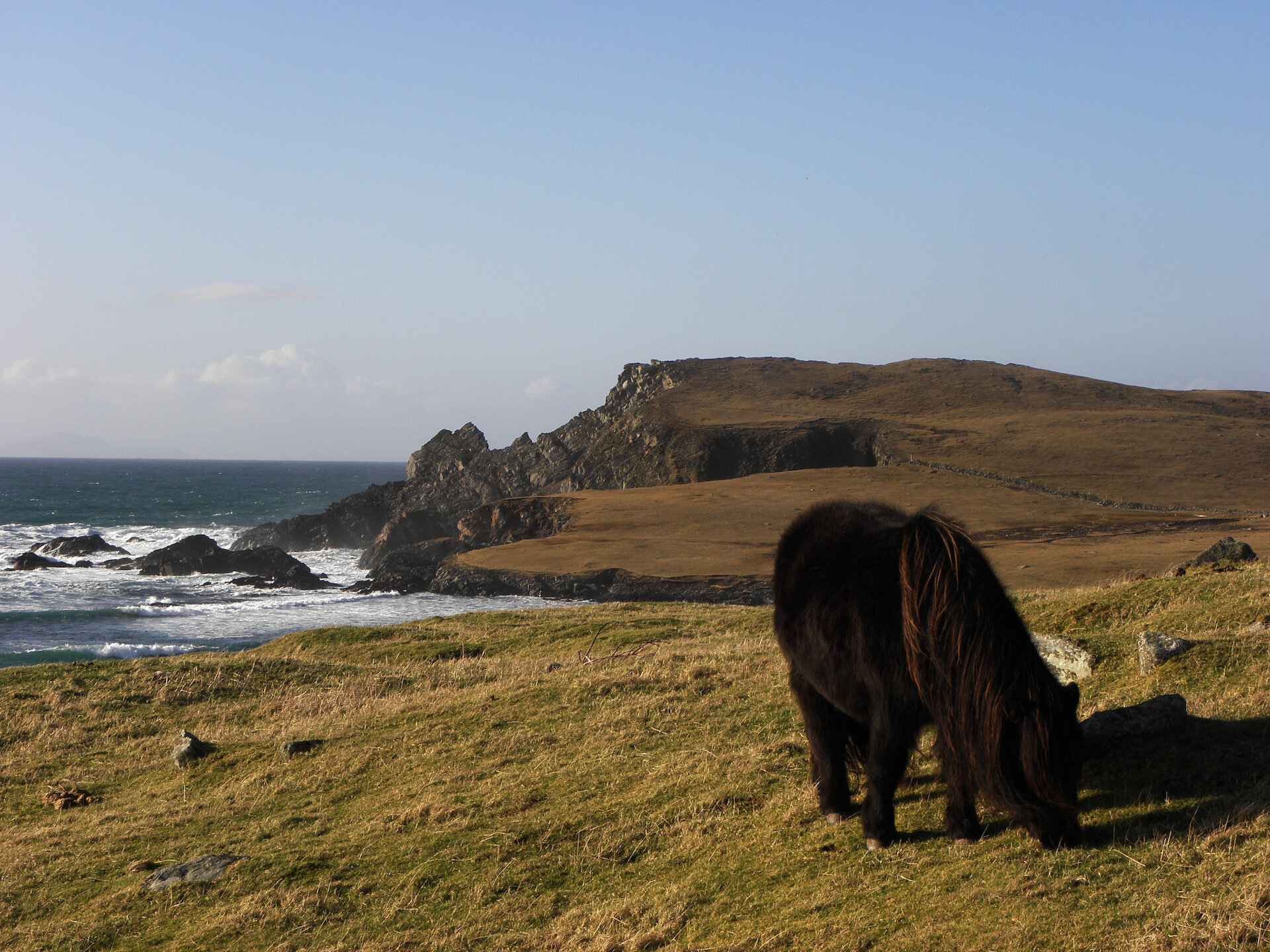 Shetland pony in Burra
