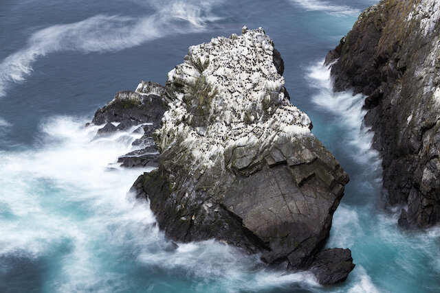 Unst Rocks Bird watching | Shetland.org