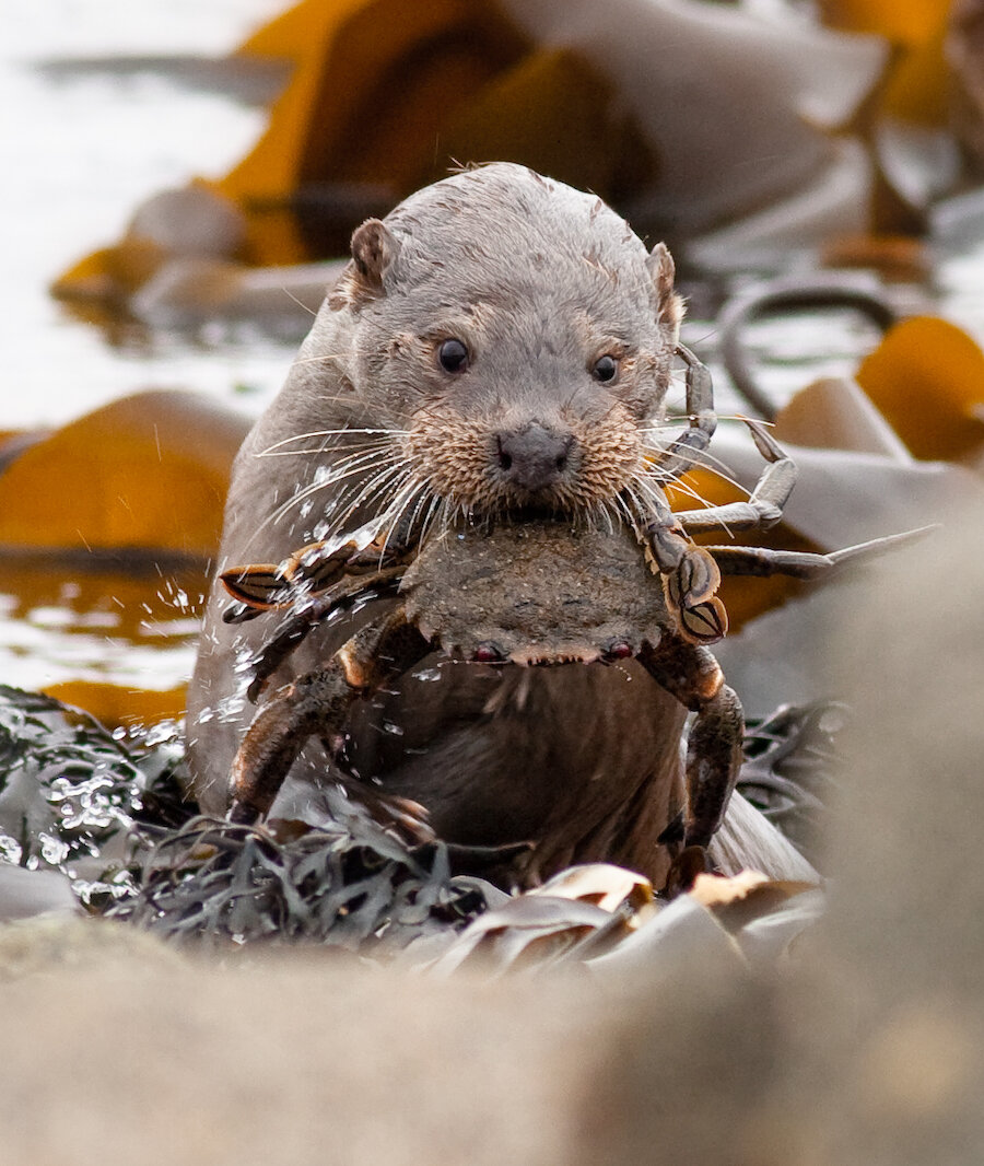 Shetland otter