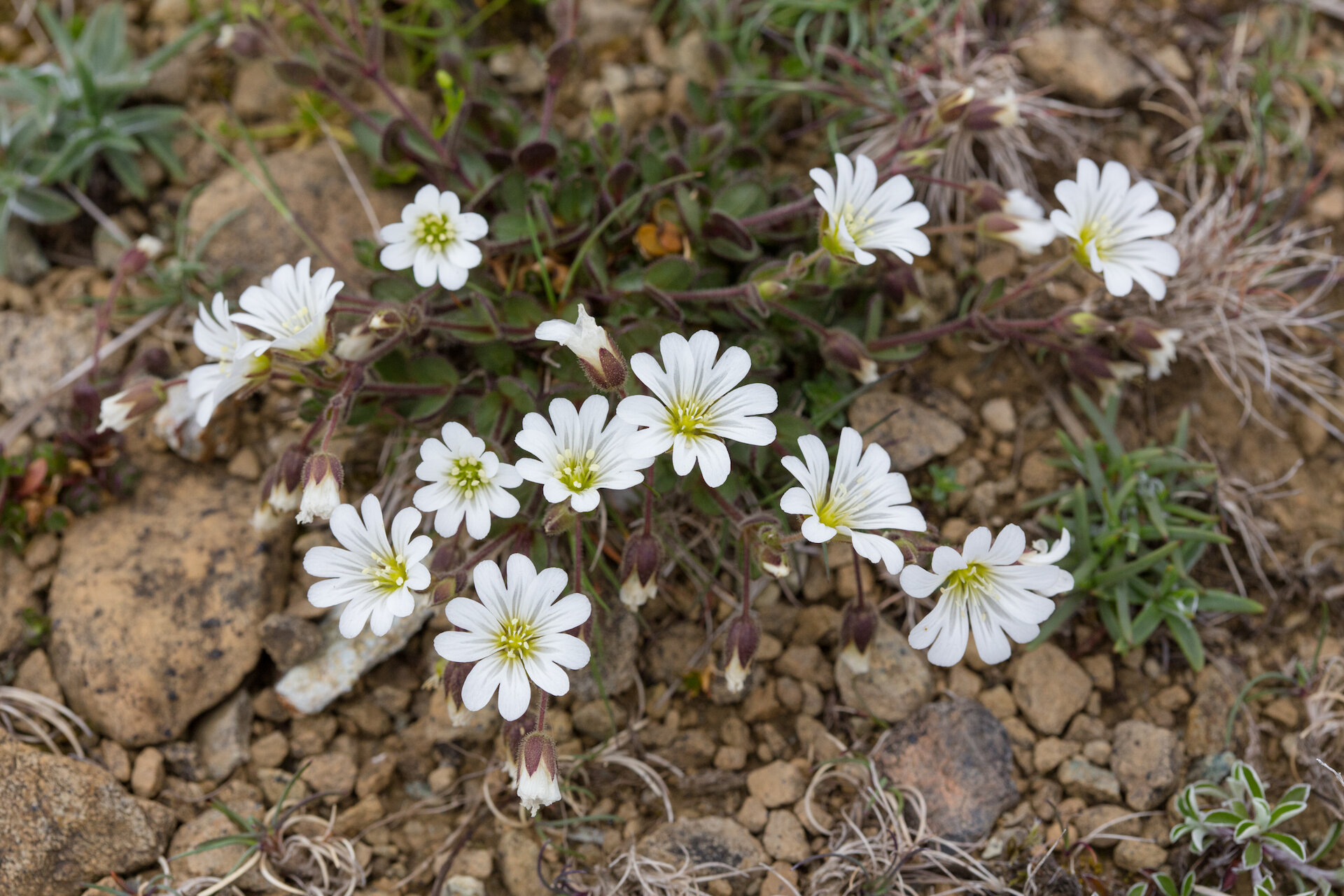 Edmonston's Chickweed is a flower that only grows in Unst