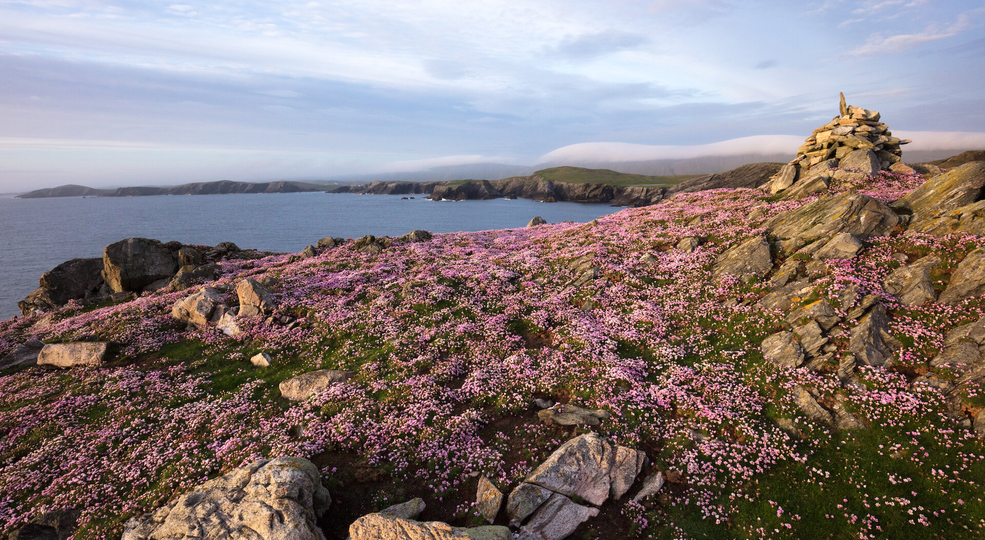 Sea Pinks are found on clifftops in late spring and early summer