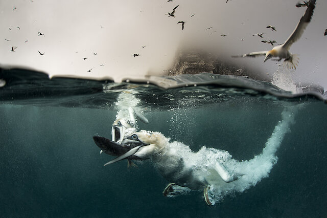 A photographerâ€™s guide to Shetland nature | Shetland.org