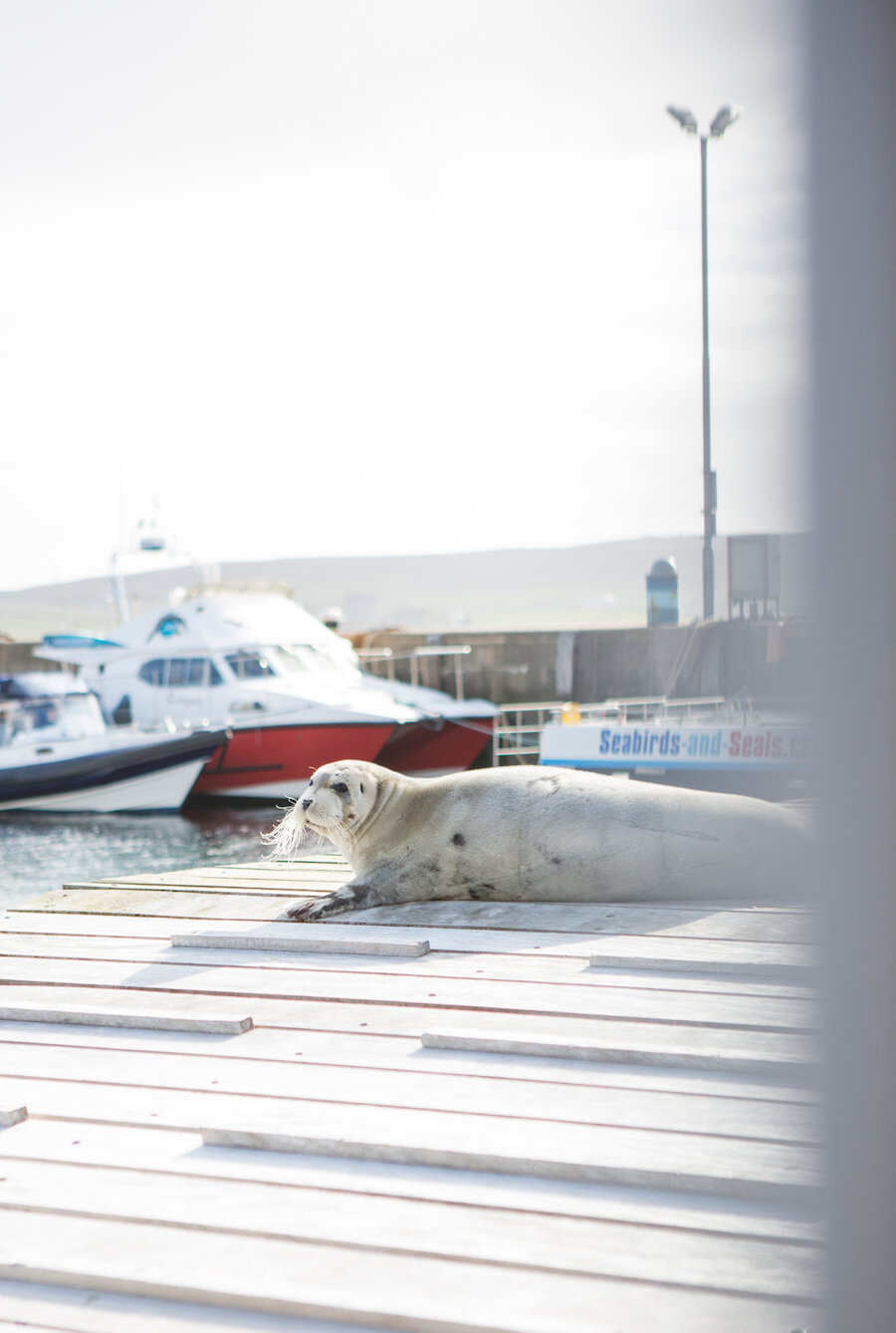 A rare bearded Arctic seal at Lerwick harbour in 2018