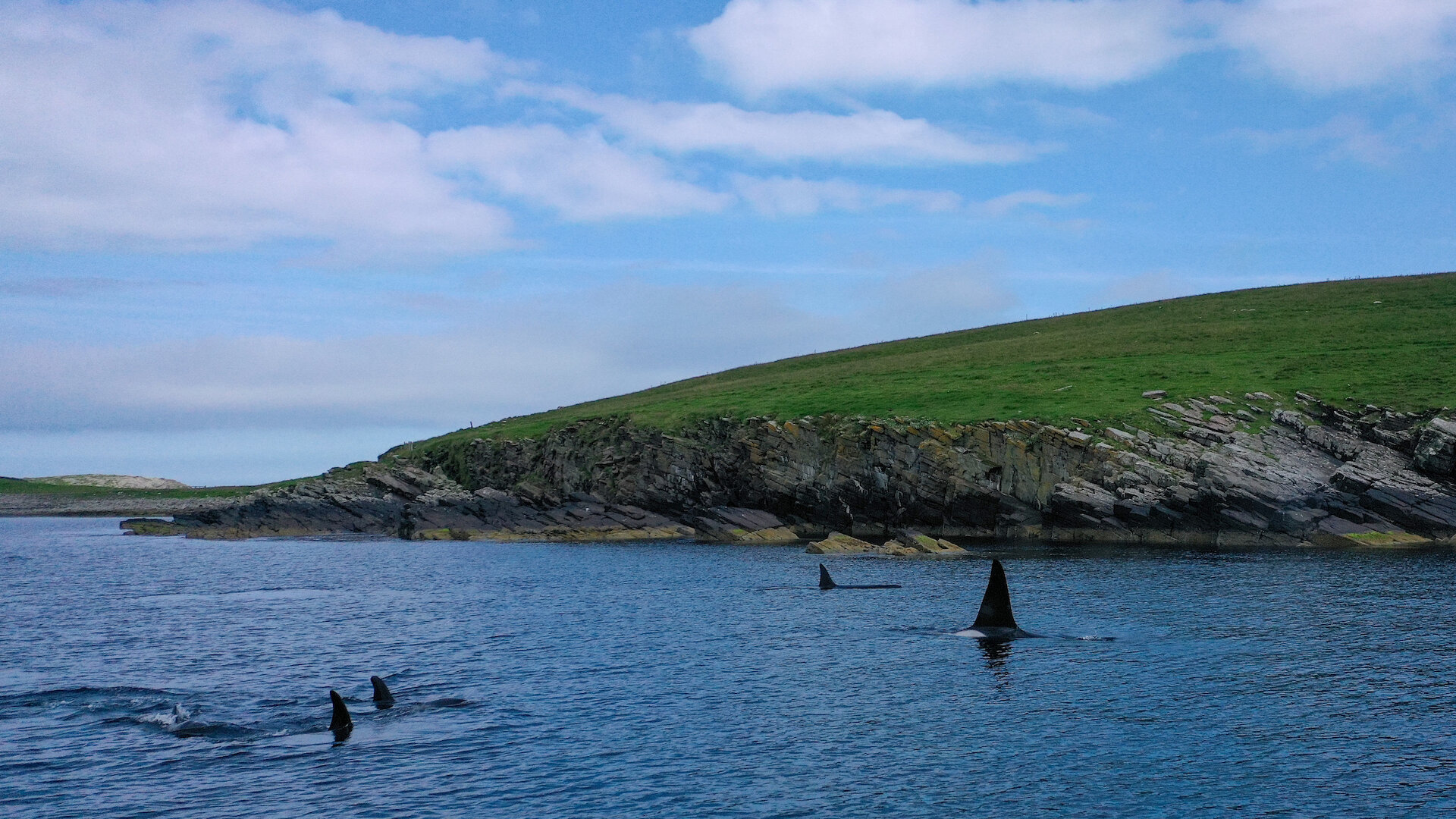 Orca in action around Shetland's shoreline