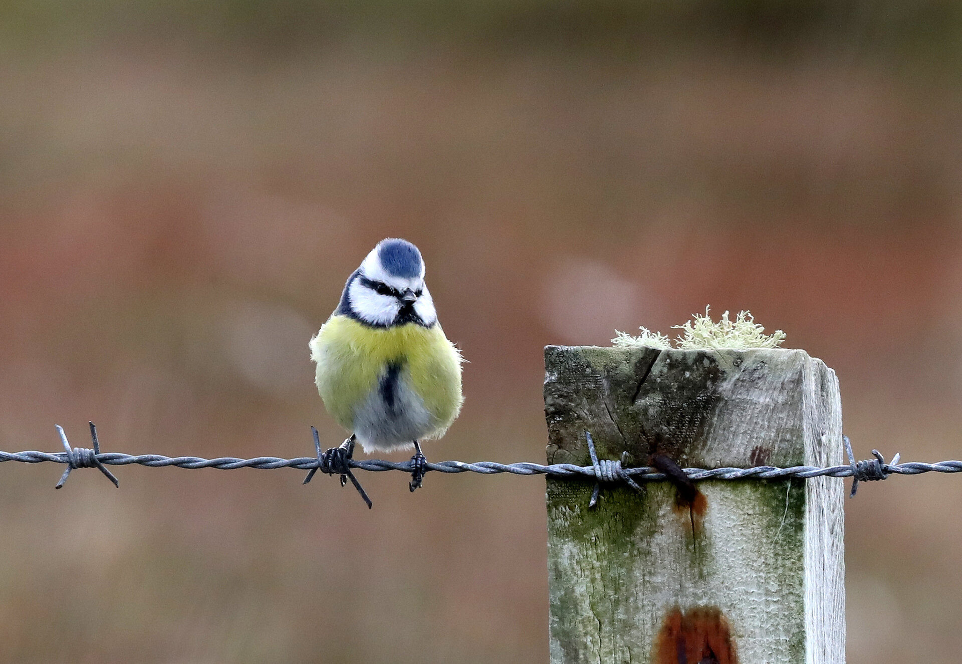 The lesser-spotted blue tit