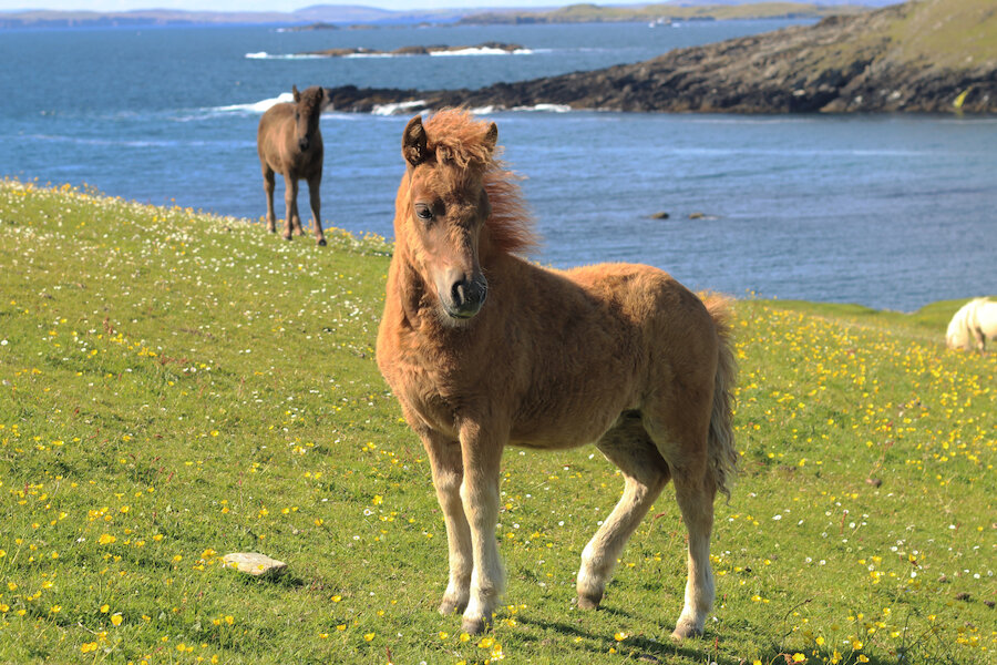 Shetland pony | Laurie Goodlad