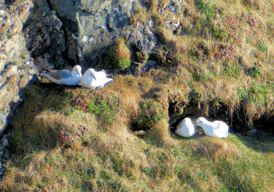 Fulmars (in Shetland, Maalies) at the Knab (Courtesy Alastair Hamilton)