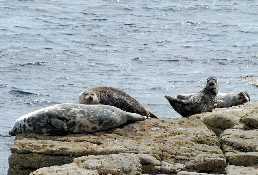 Seals often haul out on the rocks below Tesco (Courtesy Alastair Hamilton)