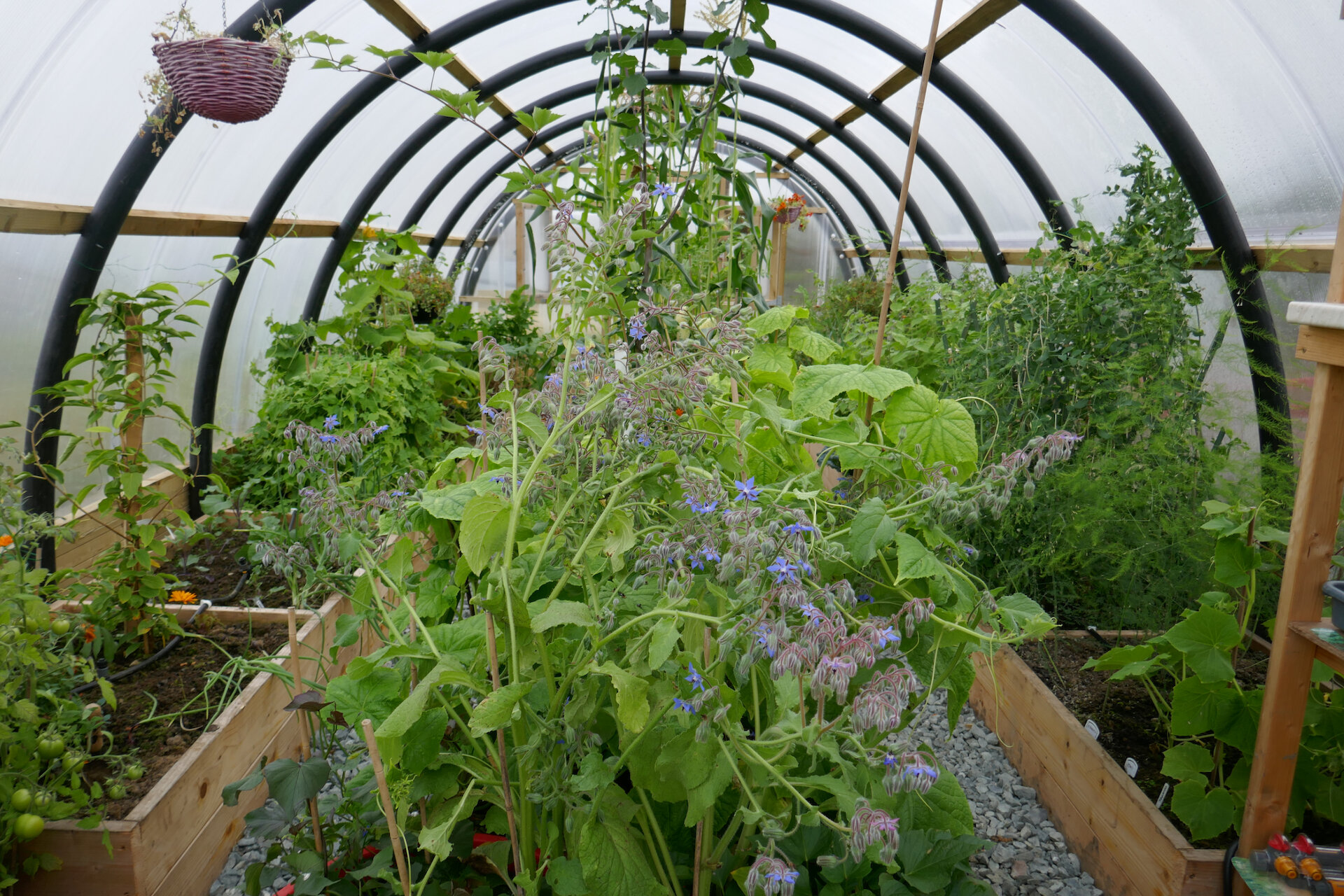 People grow vegetables in Polycrub tunnels across the islands