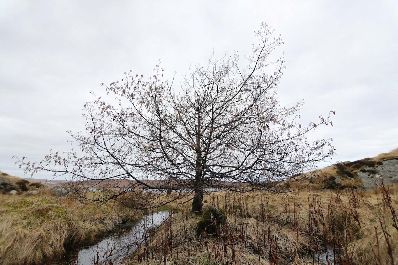Root and branch the story of Shetland’s trees