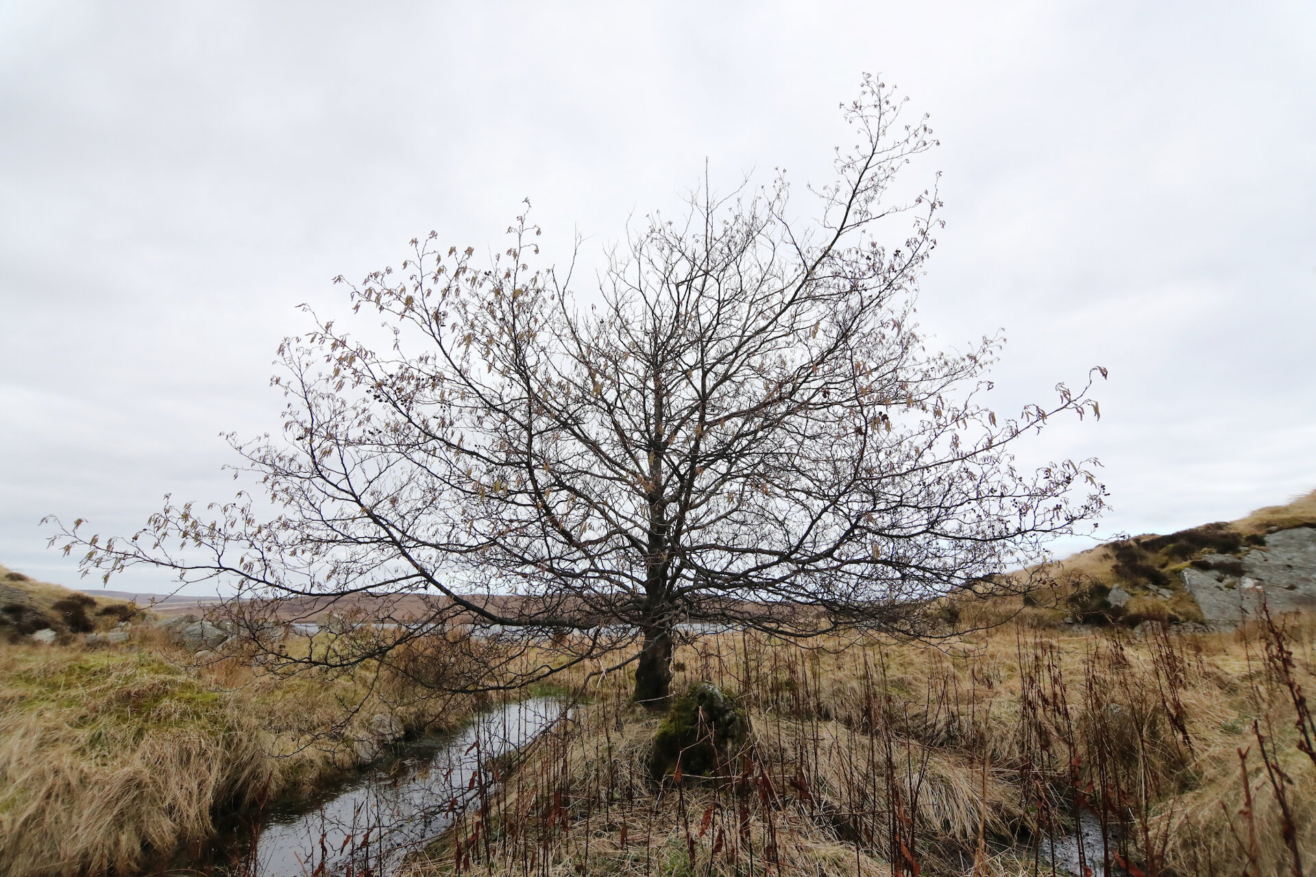An Alder tree in Shetland, which looks similar in appearance to the Vikings' sacred Yggdrasil
