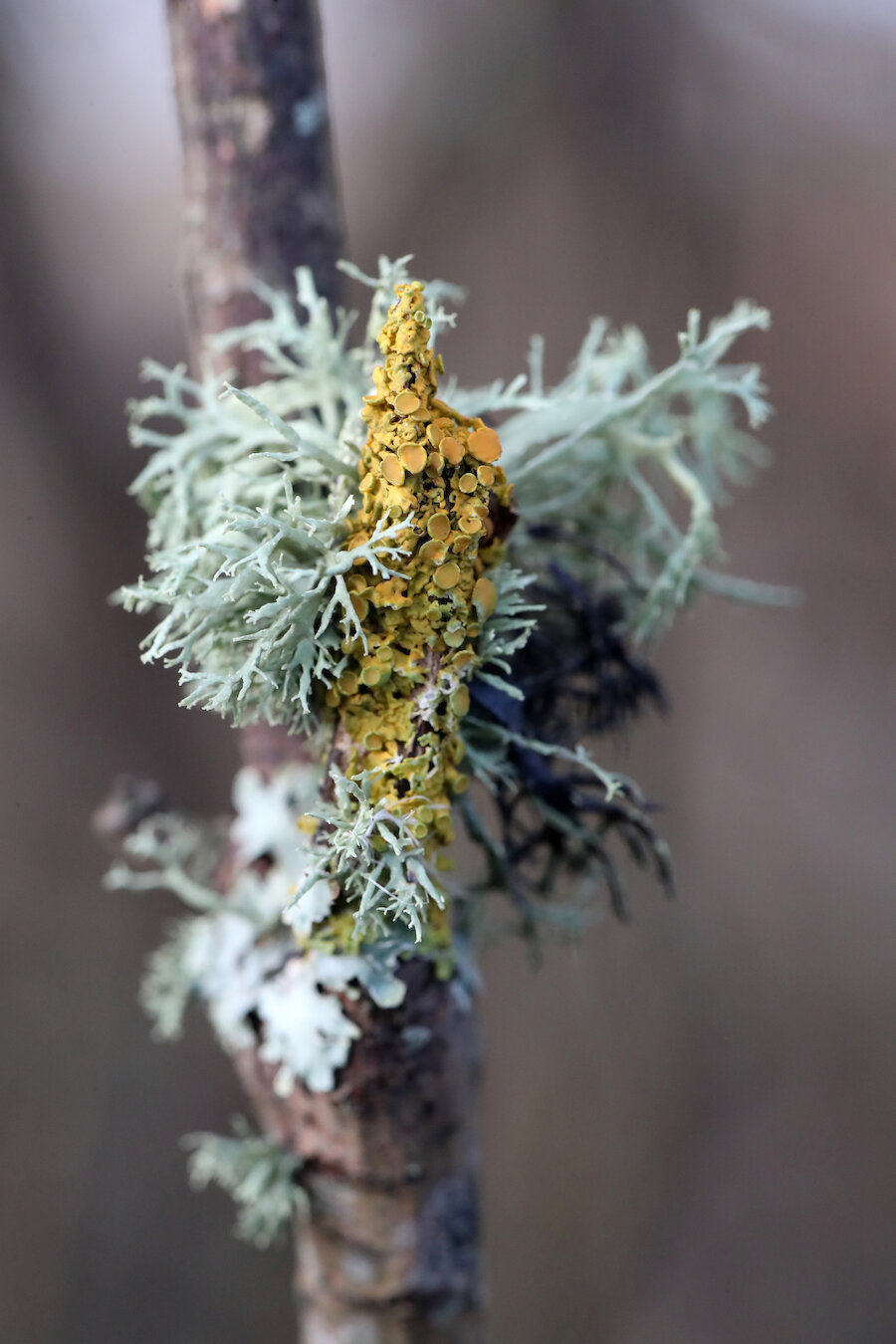 Lichens flourish on trees in Shetland's pollution-free atmosphere