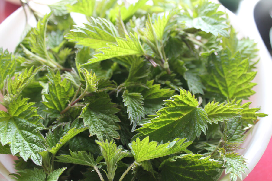 You can easily forage for nettles in Shetland | Osla Jamwal-Fraser