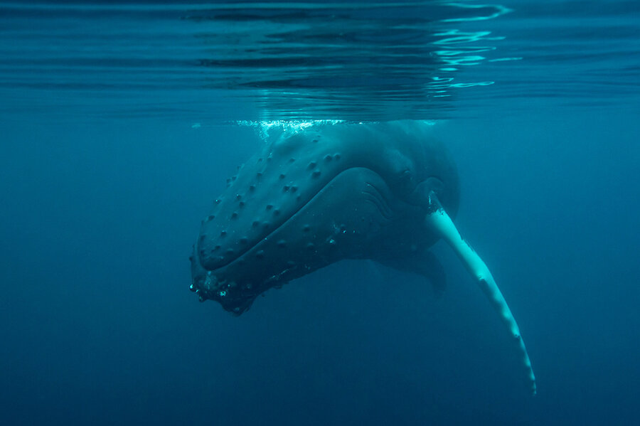 Humpback whale off Shetland | Richard Shucksmith