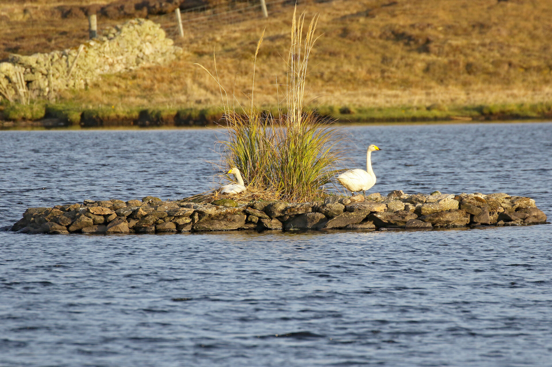 Whooper swans on the nest at Vatshoull Loch in Whalsay