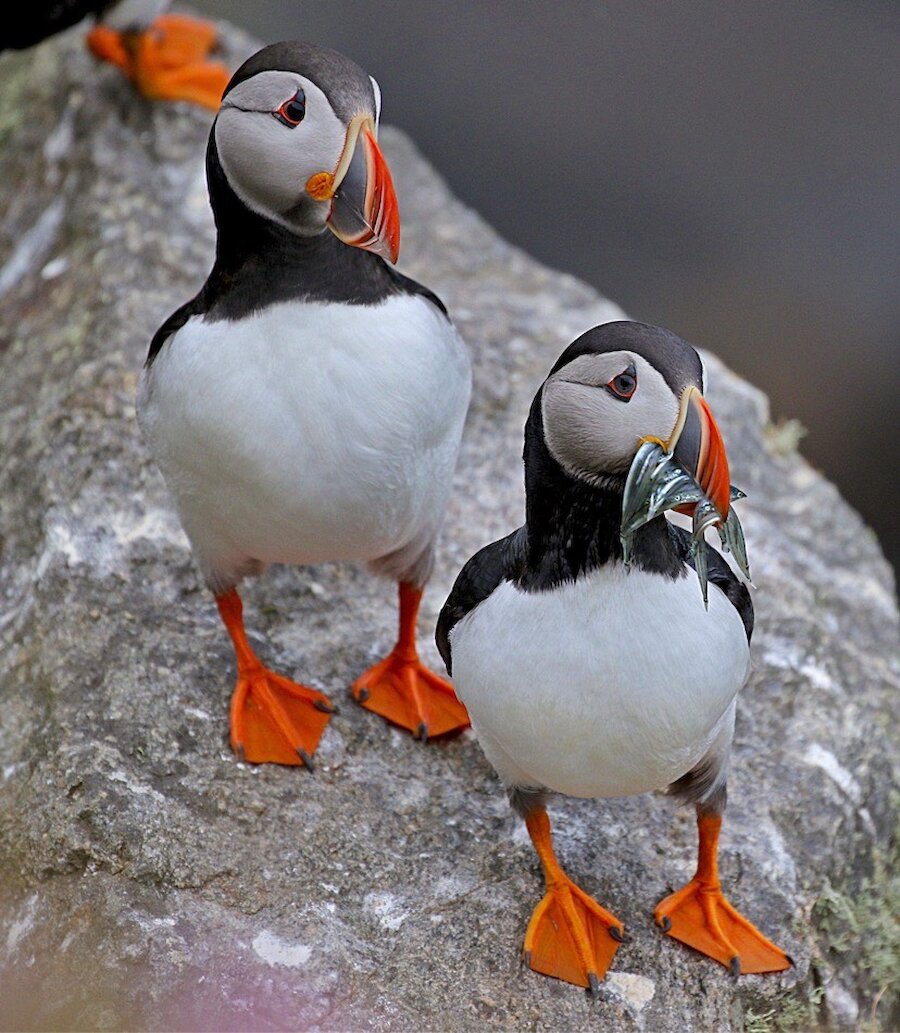 Puffins at Lungi Geo in Whalsay.