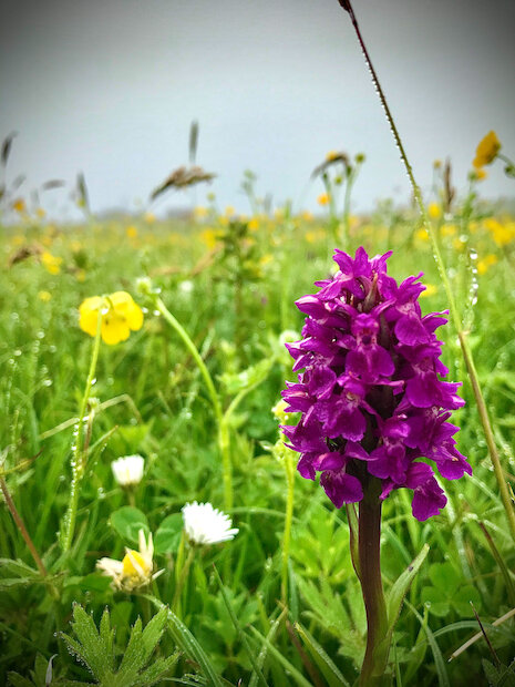 A hay meadow at Garths Croft in full bloom, including a spectacular orchid. | Chris Dyer