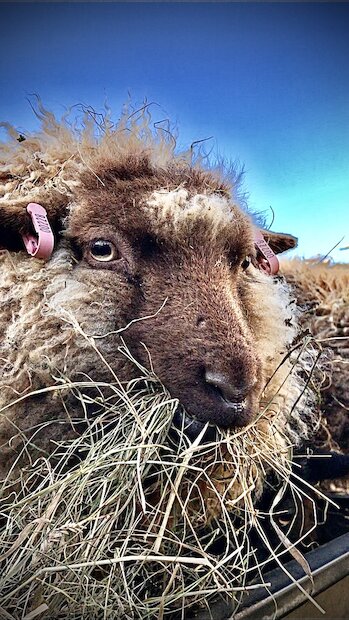 One of the grateful recipients of a winter feed of hay. | Chris Dyer