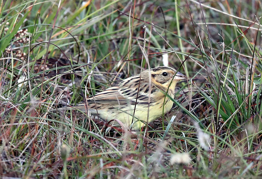 A yellow-breasted bunting photographed in Whalsay. | Jon Dunn