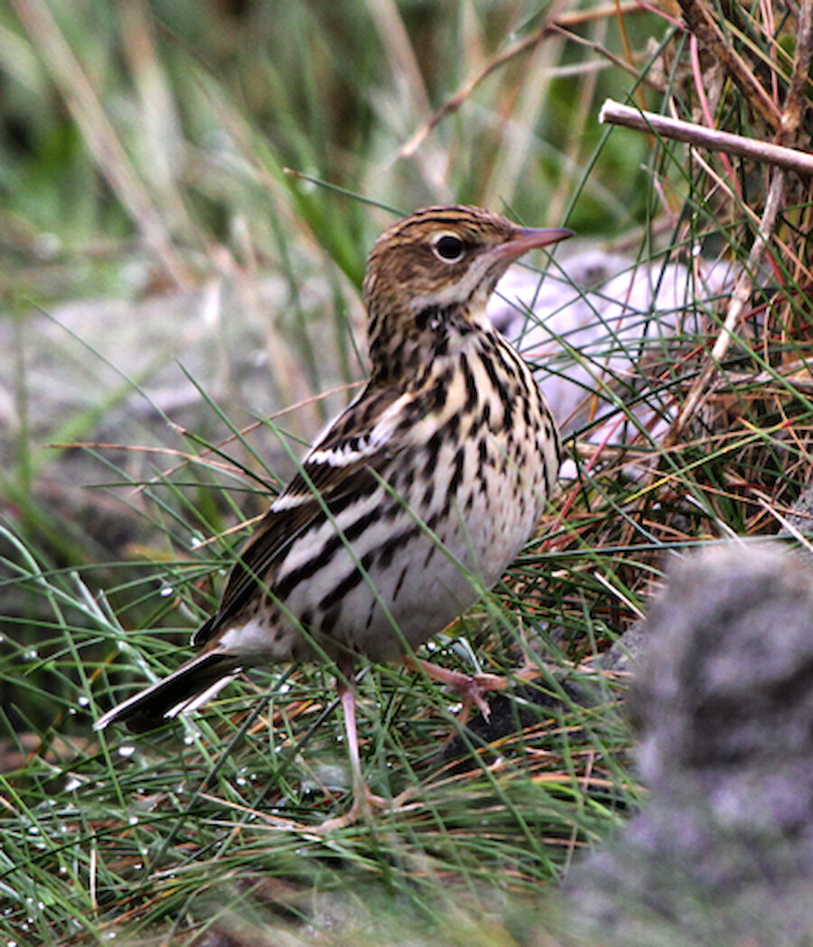 Pechora Pipit in Whalsay.
