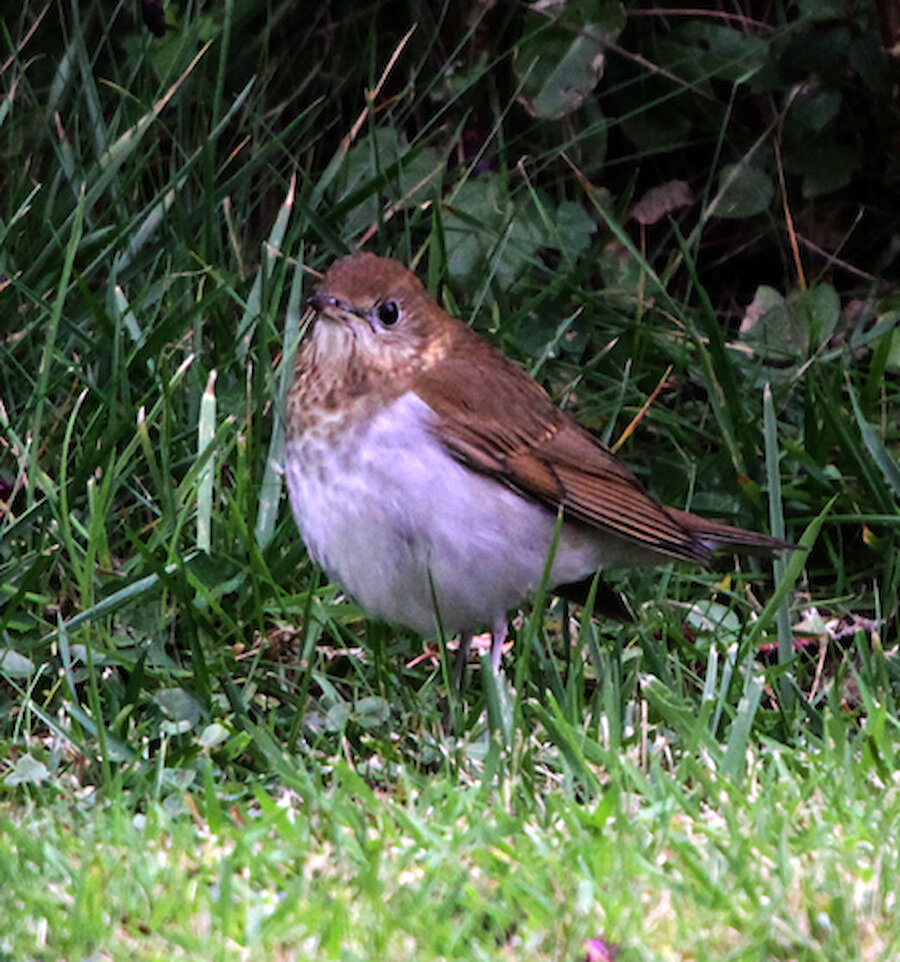 The Veery found in Whalsay in 2009.