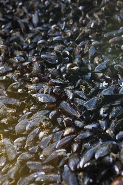 Mussel farming is a highly sustainable industry | River Thompson