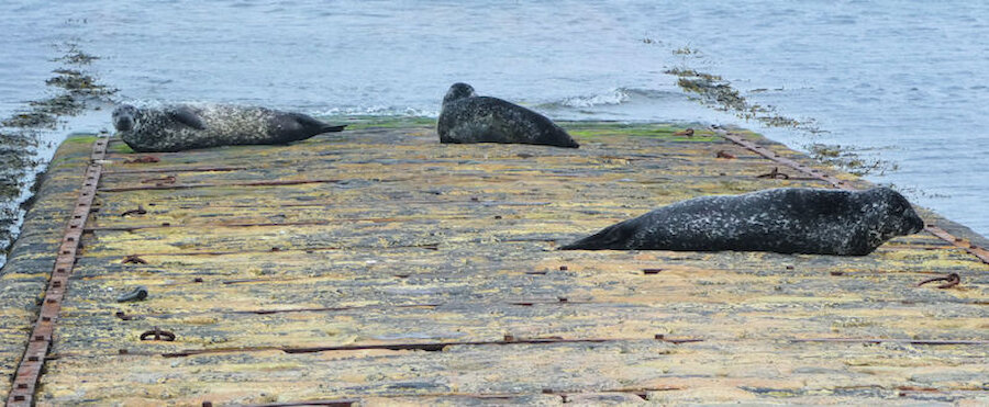 The Leebitton pier is handy for seals as well as Mousa's visitors. | Alastair Hamilton