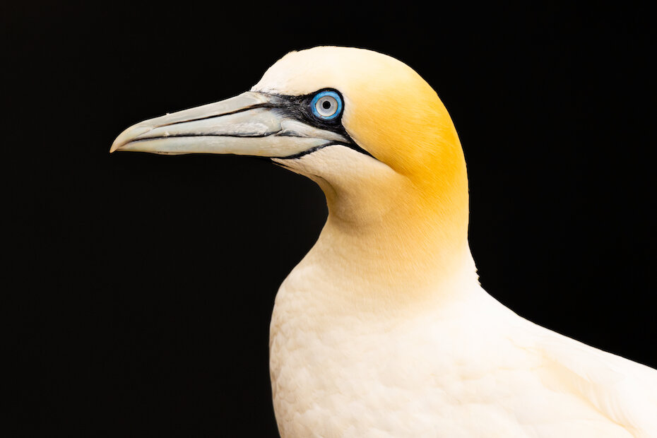 Northern gannet | Ben Dalgleish
