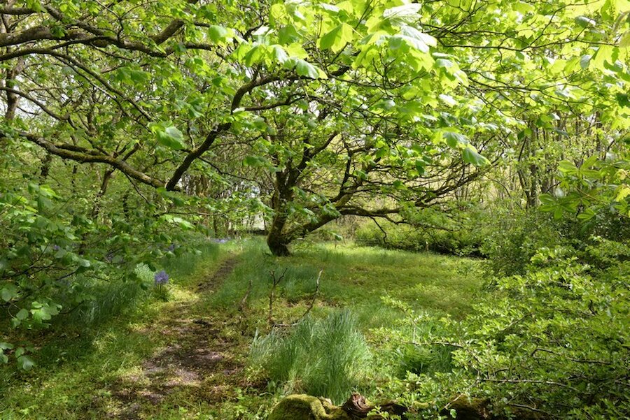 Shetland's largest tree plantations are at Kergord in Weisdale | Alastair Hamilton