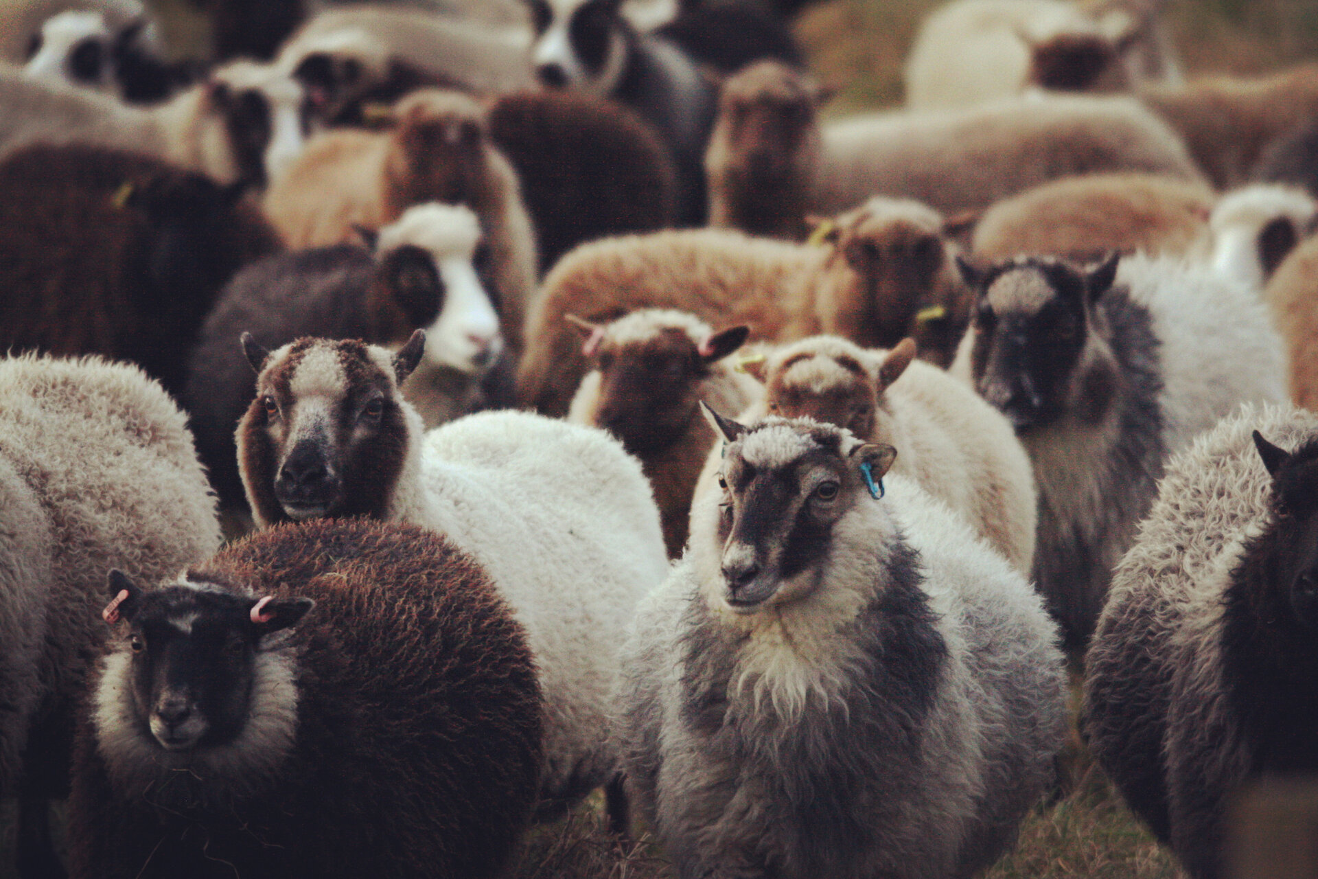 A traditional caa to gather native breed Shetland sheep before introducing the ram.