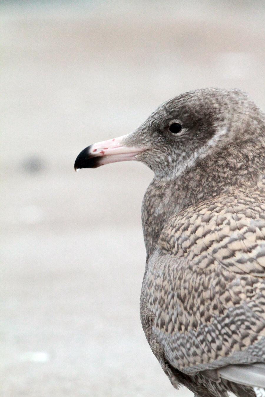 A sighting of a Glaucous Gull could signal that an Arctic blast is on its way | Jon Dunn
