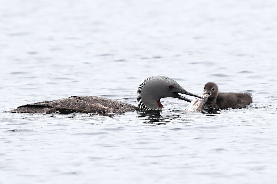 A Red-throated Diver feeding a fish to its fluffy chick | Jon Dunn