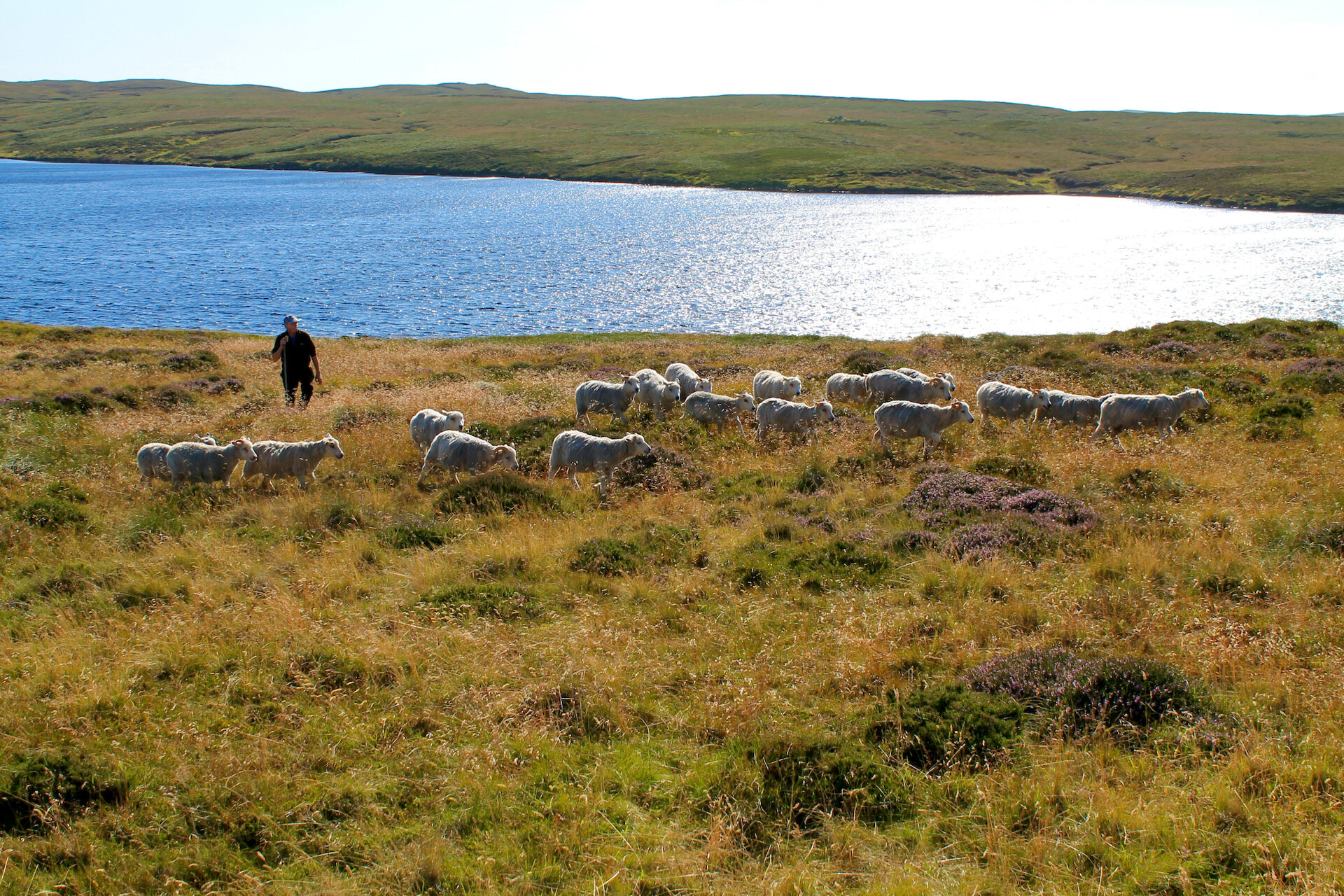 Shetland sheep grazing on the hill.