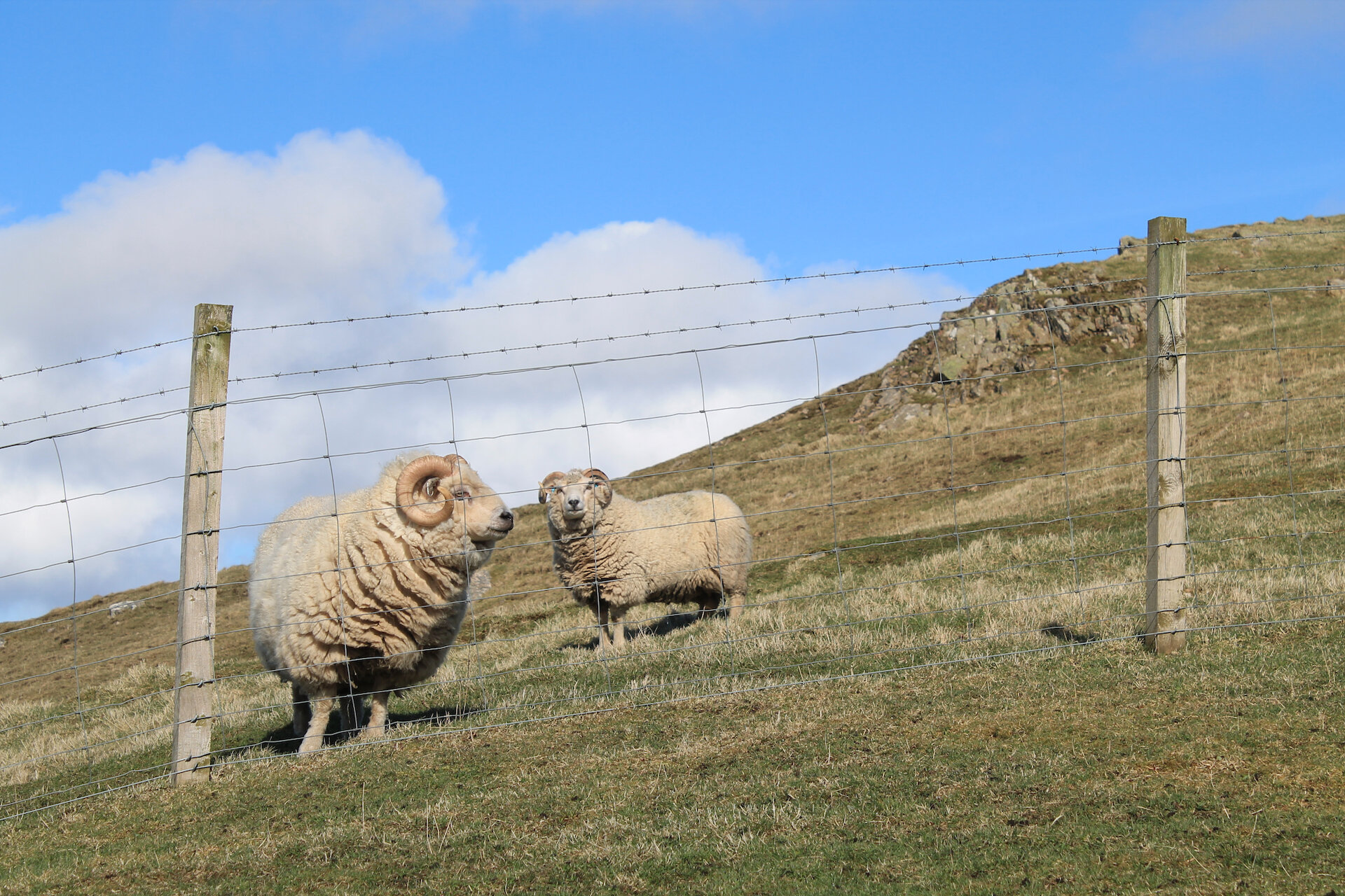 Shetland lamb is given PDO status and their wool is world famous.