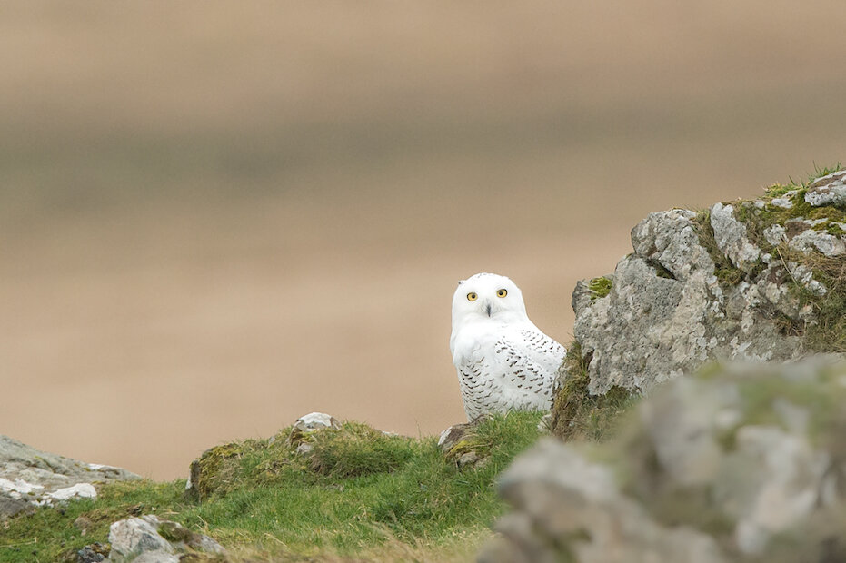 The ultimate Arctic icon; whether you are a birder, wildlife enthusiast or Harry Potter fan, a Snowy Owl must easily be one of the best-known species of bird. | Brydon Thomason