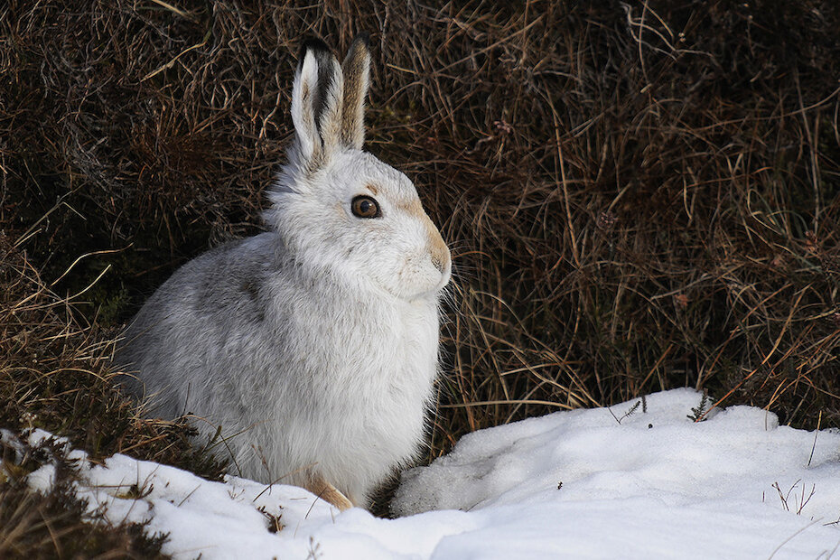 Mountain, or Arctic Hare as they are also known molt into their beautiful snow-white coat meaning they can quite easily be spotted against the winter tones of what is usually a snowless winter landscape. | Brydon Thomason