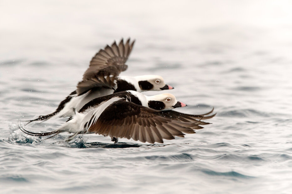 The onomatopoeically named ‘Calloo’; to me there is no more evocative winter sight or sound than the Long-tailed Duck. | Brydon Thomason