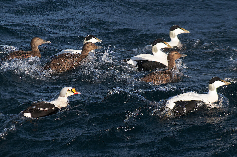 There are few finer looking sea ducks than a drake King Eider. Amazingly, four of these rare Arctic visitors are in Shetland this winter (2021/22). | Brydon Thomason