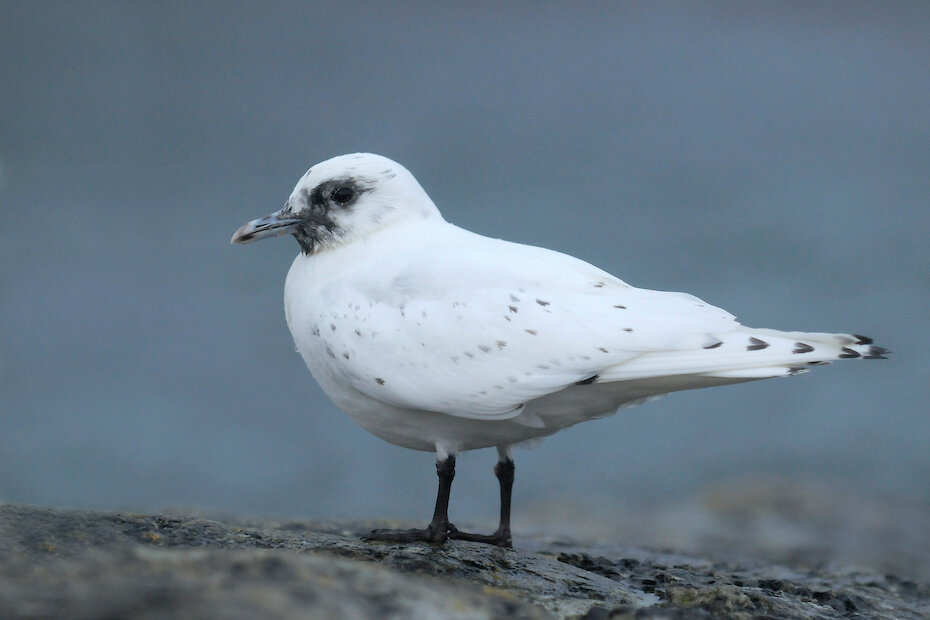 The Ivory Gull,  the Arctic vagrant I dreamt of discovering the most, and only once in almost 35 years birding have I experienced it, but once was all I needed! | Brydon Thomason