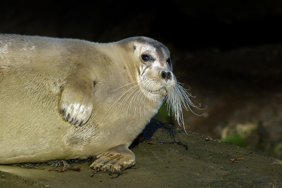 Perhaps ‘Moustachioed Seal’ would have been better fitting for the beautiful Bearded Seal.