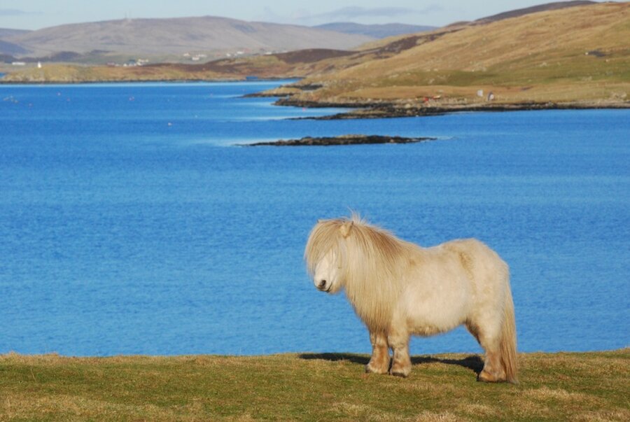 Unmistakeable: a Shetland pony. | Alastair Hamilton