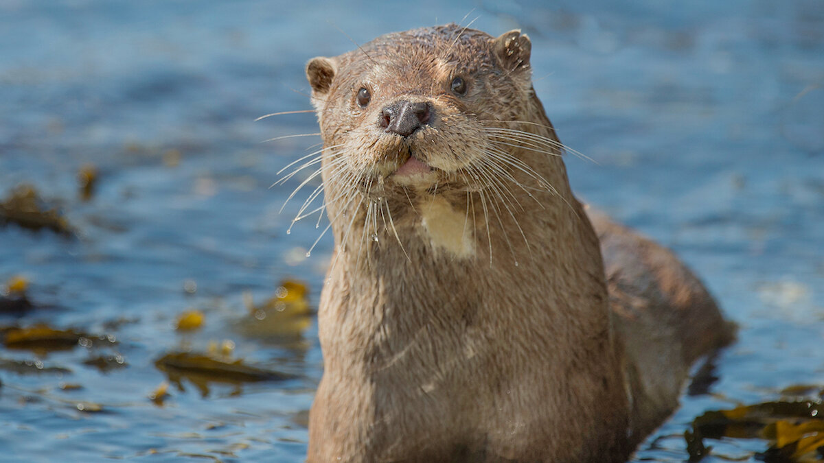 With patience and experience you start to recognise individuals. This six-year-old ‘dog’ otter is easily recognisable by his pink lip, nose scar and throat marking. Brydon Thomason