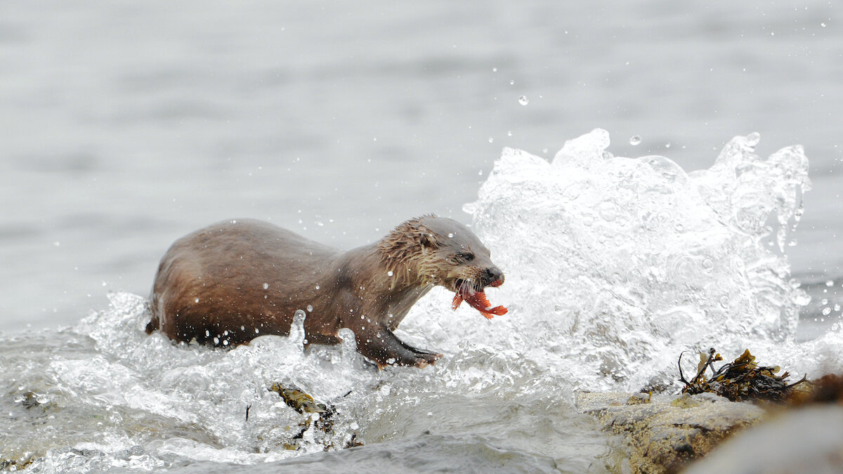 The majority of coastal living otters