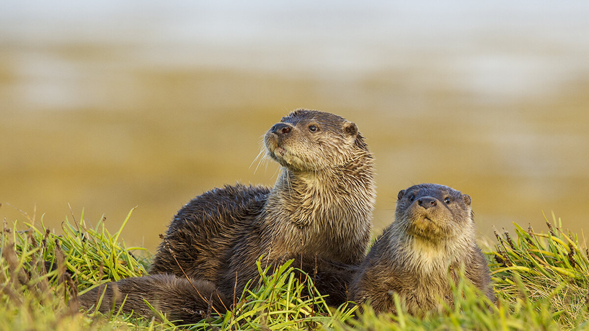 Mum with her cubs on a calm and crisp winter’s day on a typical inshore and sheltered coastline. Brydon Thomason