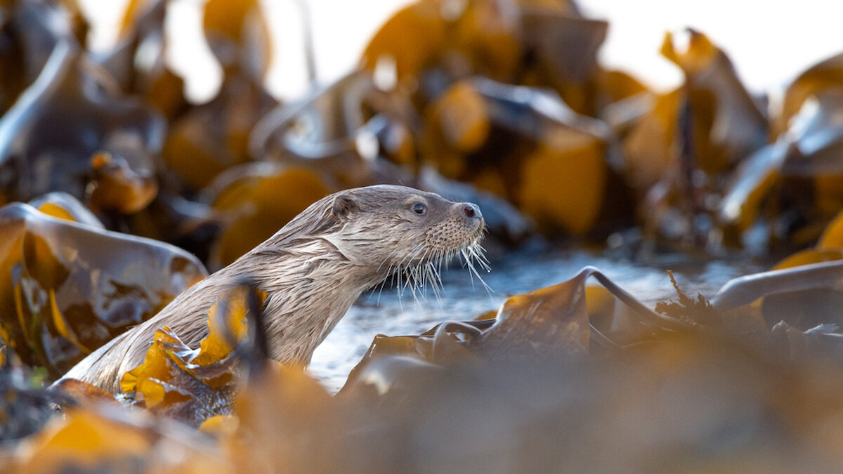 Spot the otter. With a preference to foraging while the tide is out, just the merest fringe of our underwater world is revealed. Already hard to spot, they are beautifully camouflaged amongst the kelp. Brydon Thomason