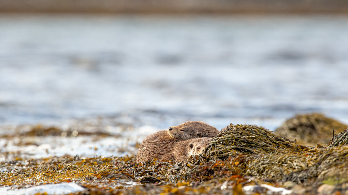 Serenity. A mother and cub asleep on the shore. Resting like this, in short power naps during the tide cycle, helps them regain energy lost while out in the cool water. Brydon Thomason